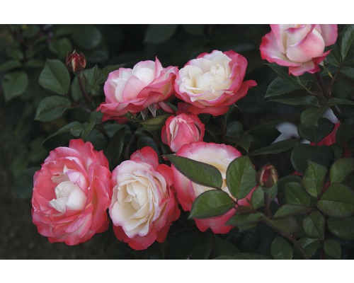 Edelrose Rosa Th-Hybride 'Nostalgie'® 25-80 cm