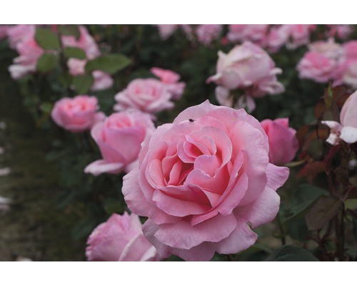 Edelrose Rosa Th-Hybride 'The Queen Elizabeth Rose' 25-80 cm