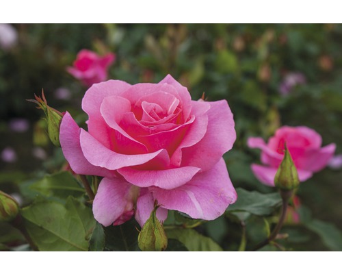 Hybride de thé rose 'Romanze'® 25-80 cm