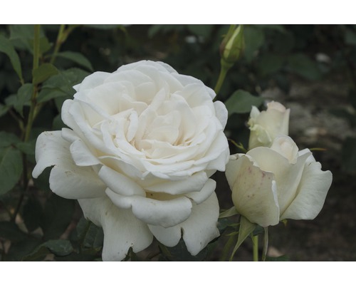 Edelrose Rosa Th-Hybride 'Roy Black'® 25-80 cm
