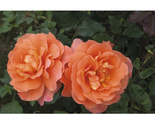Edelrose Rosa Th-Hybride 'Westerland'® 25-80 cm