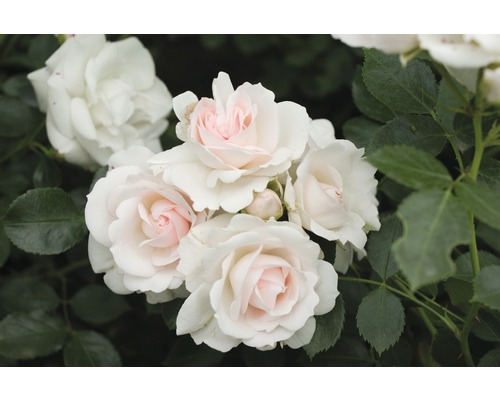 Rosier pour parterres Rosa Polyantha 'Aspirin'® 25-60 cm