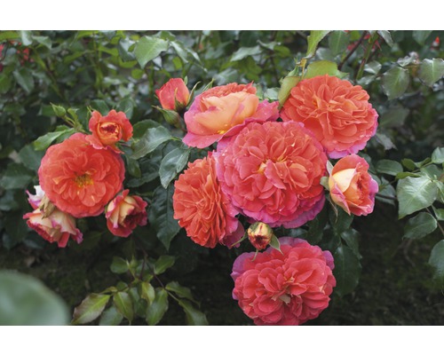 Rosier pour parterres Rosa Polyantha 'Gebrüder Grimm'® 25-60 cm