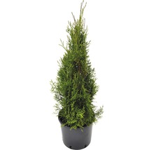Lebensbaum FloraSelf Smaragd 80-100 cm-thumb-0