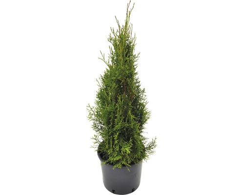 Thuja FloraSelf Smaragd 80-100 cm Thuya en pot
