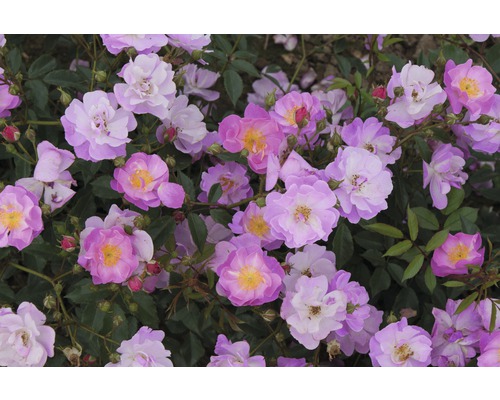 Rosier pour parterres Rosa Polyantha 'lavender Dream'® 25-60 cm