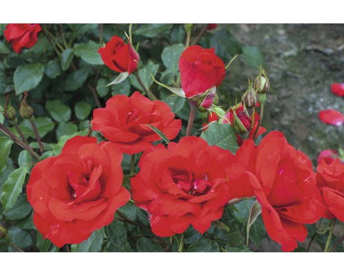 Rosier pour parterres Rosa Polyantha 'La Sevillana'® 25-60 cm