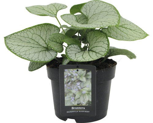 Silberblättriges Vergissmeinnicht Brunnera macrophylla 'Silver Heart' H 15-30 cm Co 3 L