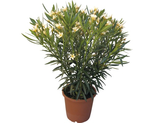 Oleander Nerum orleander 40-60cm 20er Topf gelb
