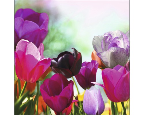 Tableau en verre Colorful Tulips II 50x50 cm