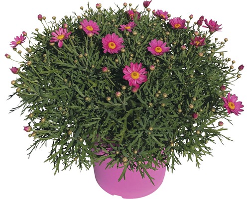 Chrysanthème frutescent FloraSelf Argyranthemum frutescens H 15-25 cm pot Ø 25 cm Buisson de marguerites en pot
