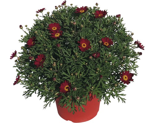Marguerite Argyranthemum Frutescens pot de 25 cm rouge
