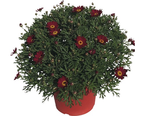 Marguerite avec des fleurs rouges dans un pot