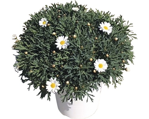 Margerite Argyranthemum Frutescens Ø25cm weiss