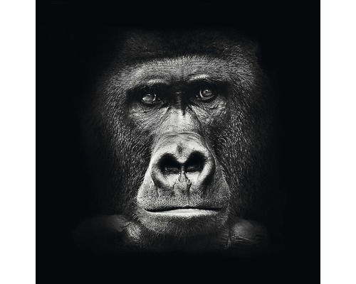 Glasbild Gorilla 80x80 cm
