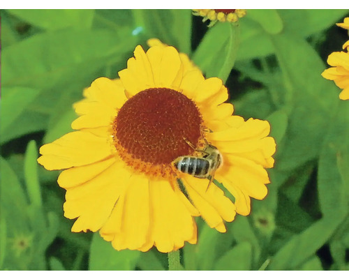 Fleur jaune avec une abeille