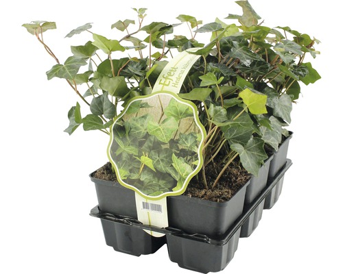 Grossblättriger Efeu FloraSelf Hedera helix hibernica H 10-15 cm Ø 9 cm Topf Grossblättriger Efeu FloraSelf Hedera helix hibernica H 10-15 cm Ø 9 cm Topf