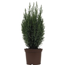 Cyprès cultivé en pot pour le jardin.