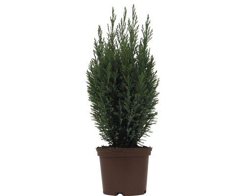 Faux cyprès Ellwoodii FloraSelf h 20-30 cm Co 2 l