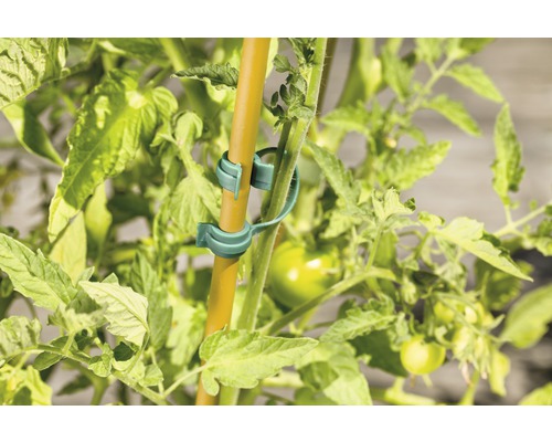 Plant de tomates avec attaches pour plantes et bâton