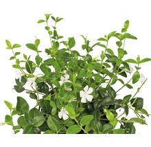 Pervenche avec fleurs blanches et feuilles vertes