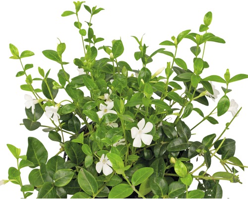 Immergrün Pflanze mit weißen Blüten und grünen Blättern