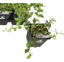 Petite pervenche à feuilles persistantes en pot