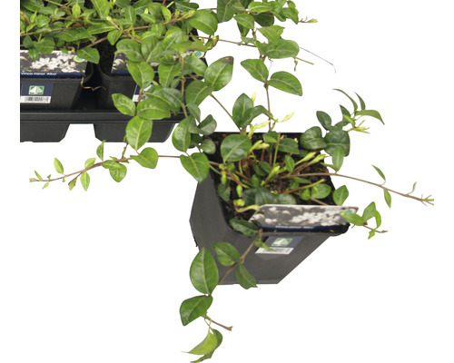 Immergrünes Kleines Immergrün im Topf