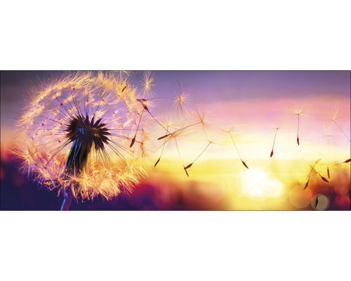 Glasbild Dandelion 50x125 cm