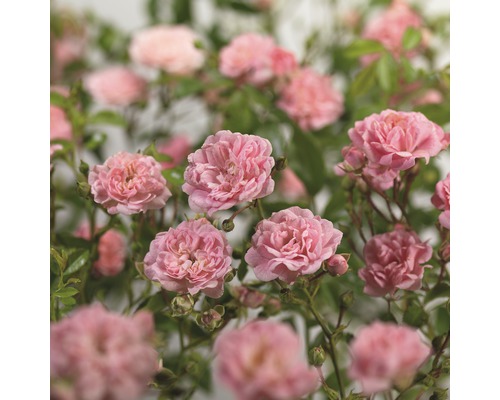 Rosier rampant 'The Fairy' FloraSelf Rosa x Hybride 'The Fairy' h 10-30 cm Co 3 l Gros plan de roses miniatures roses avec des feuilles vertes.