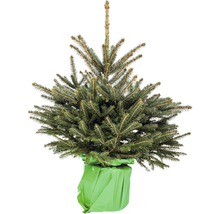 Sapin de Nordmann en pot