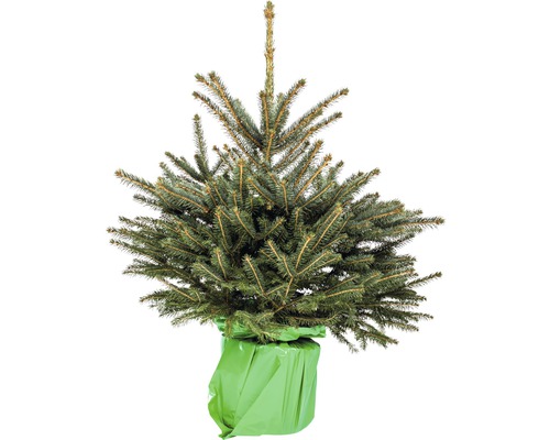 Sapin de Nordmann en pot