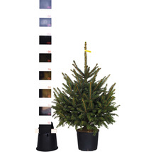 Sapin de Nordmann en pot avec support pour sapin de Noël