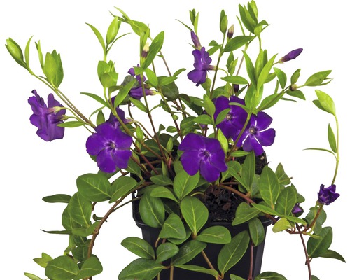 Pervenche à fleurs violettes FloraSelf Vinca minor 'Atropurpurea' 5/7 branches pot Ø 9 cm