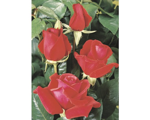Edelrose Rosa Th-Hybride 'Duftwolke'® 25-80 cm