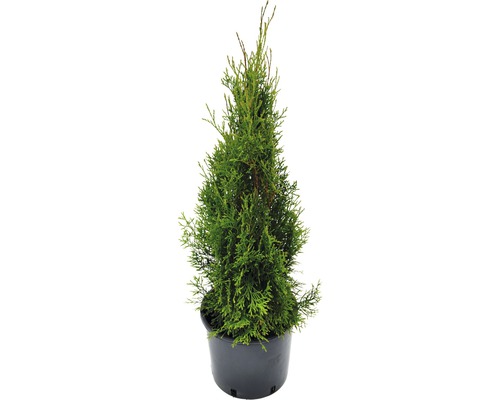 Lebensbaum FloraSelf Smaragd, 60-80 cm