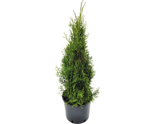 Lebensbaum Smaragd 60-80 cm Lebensbaum Smaragd 60-80 cm