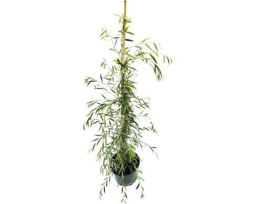 Salix aarea pendula 150-250 cm