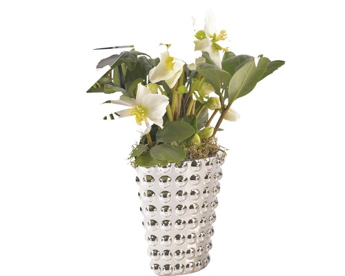Arrangement FloraSelf® Christrose in silbernen Blumentopf