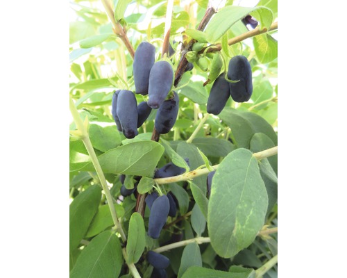 Chèvrefeuille comestible avec des baies mûres