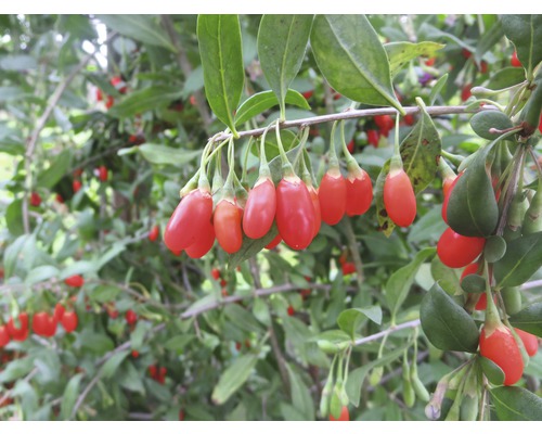Gojibeeren am Strauch mit Blättern