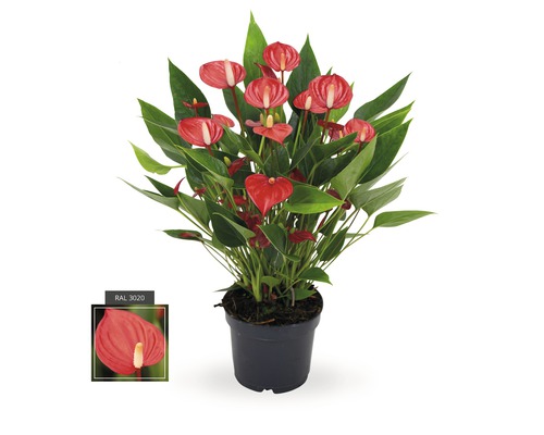 Flamingoblume, Anthurie FloraSelf Anthurium andreanum 'Million Flowers' H 10-20 Ø 12 cm Topf rot