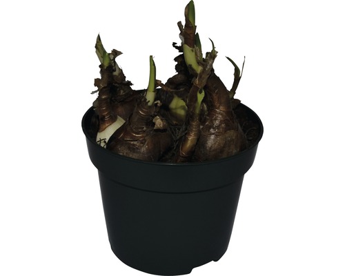 Bulbes d''amaryllis dans un pot