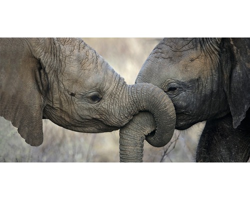 Carte panorama deux éléphants 11x23 cm