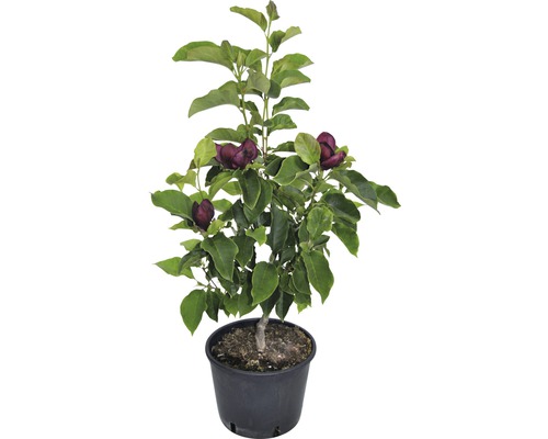 Magnolie Genie 60-80 cm