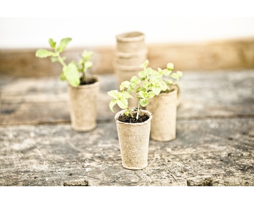 Anzuchttöpfe mit jungen Pflanzen auf Holzoberfläche