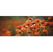 Champ de coquelicots dans le jardin