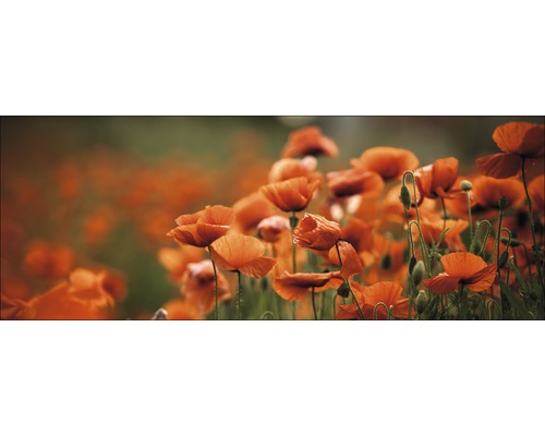 Glasbild Orange Poppies I 50x125 cm