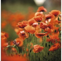 Gros plan sur des coquelicots dans un champ