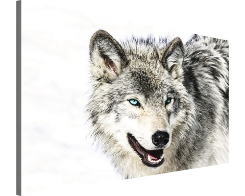 Keilrahmenbild Wolf 60x80 cm